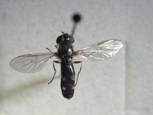 Réf. 349 315 : Platycheirus albimanus