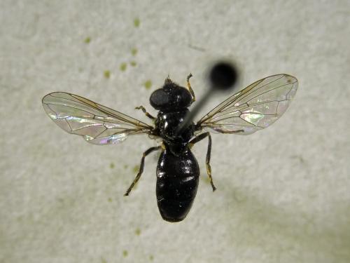 Pipiza sp.