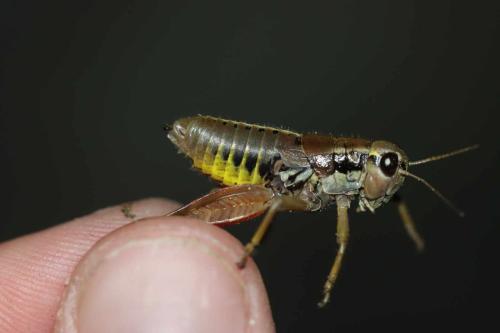 Réf. 349 768 : Podisma sp.