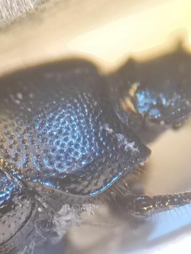 Réf. 349 731 : Onthophagus joannae