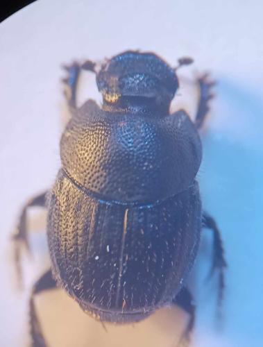 Réf. 349 730 : Onthophagus joannae