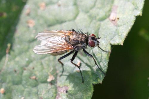 Hydrophoria lancifer