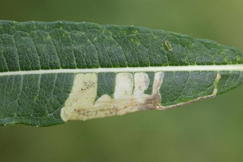 Mompha raschkiella
