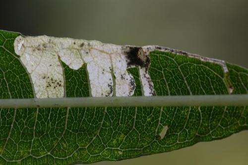 Mompha raschkiella