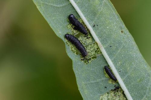 Réf. 349 019 : Altica sp.