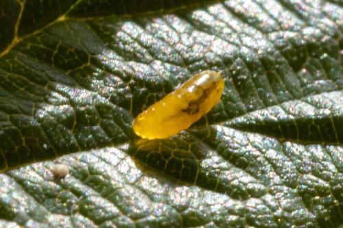 Réf. 349 030 : Agromyza filipendulae