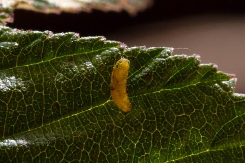 Réf. 349 031 : Agromyza filipendulae
