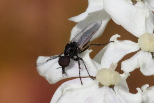 Réf. 349 193 : Dilophus sp.