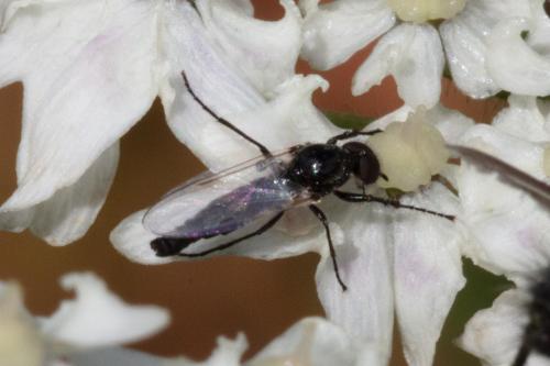 Dilophus sp.