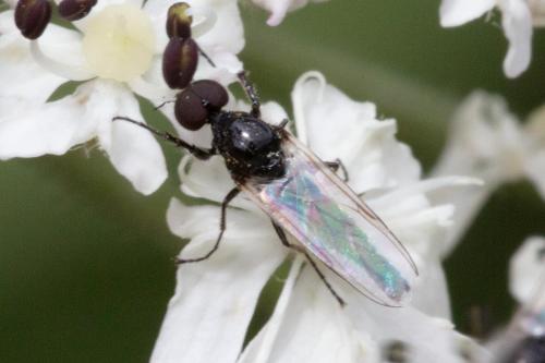 Réf. 349 194 : Dilophus sp.