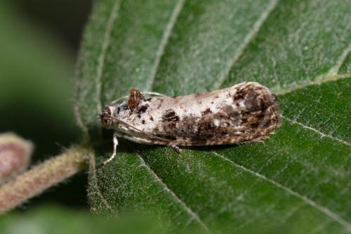 Hedya salicella