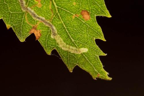 Agromyza alnibetulae