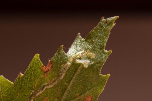 Agromyza alnibetulae