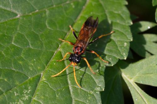 Tenthredo campestris