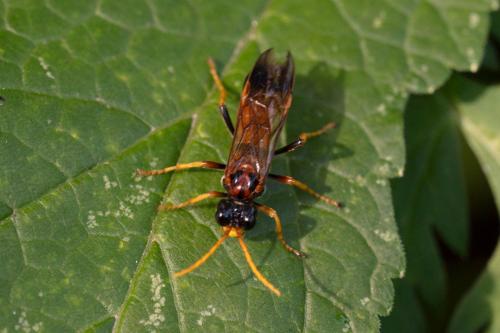 Tenthredo campestris
