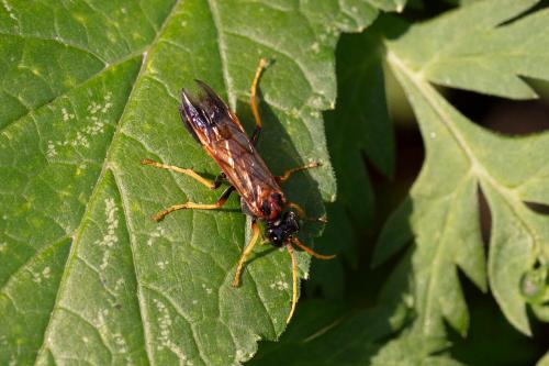 Tenthredo campestris