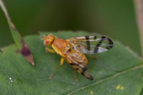 Réf. 349 448 : Rhagoletis alternata