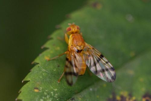 Rhagoletis alternata