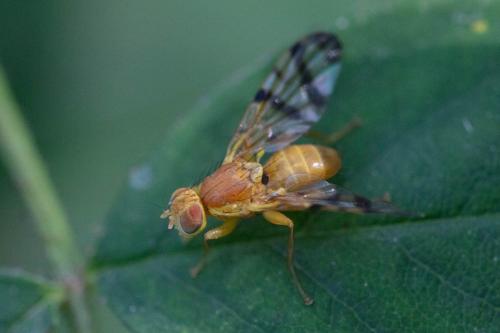 Réf. 349 449 : Rhagoletis alternata