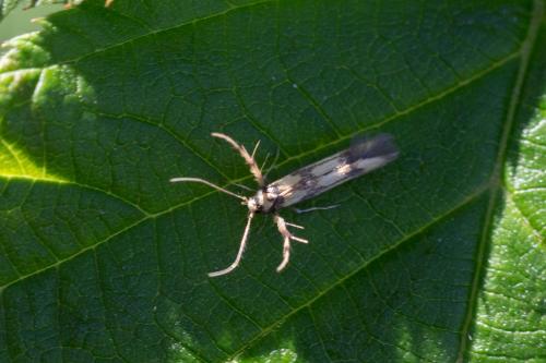 Réf. 349 488 : Stathmopoda pedella
