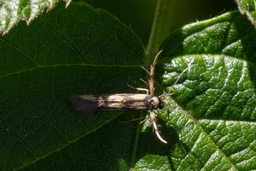 Stathmopoda pedella