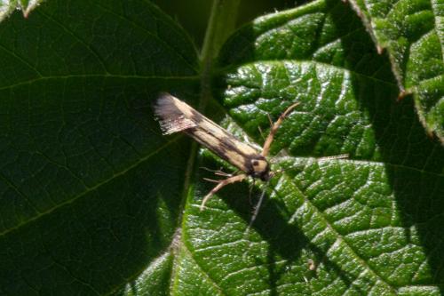 Réf. 349 487 : Stathmopoda pedella