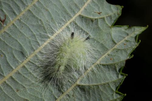 Acronicta leporina