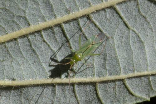 Blepharidopterus angulatus