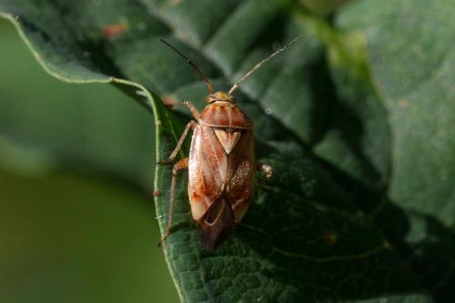 Lygus (punctatus/wagneri)
