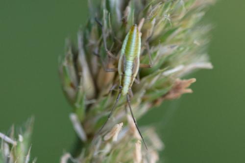 Stenodema sp.