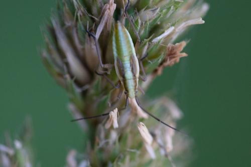 Stenodema sp.