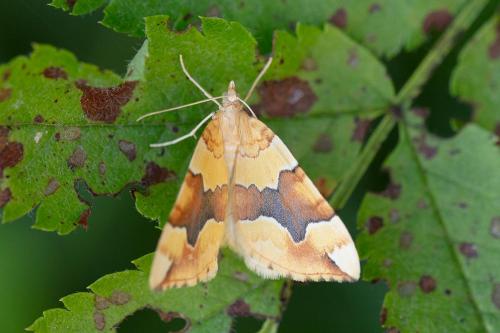 Réf. 349 608 : Cidaria fulvata