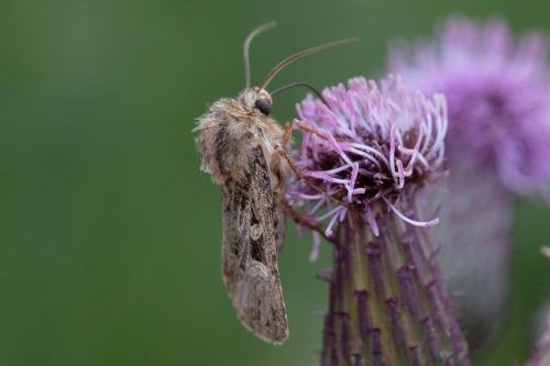 Réf. 349 638 : Chersotis sp.