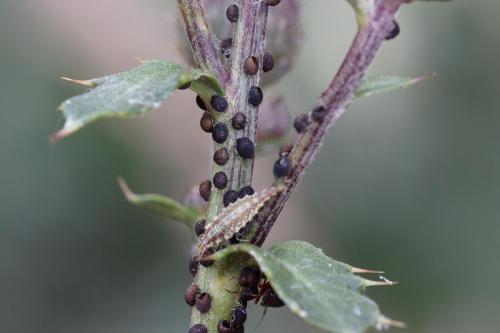 Aphis fabae