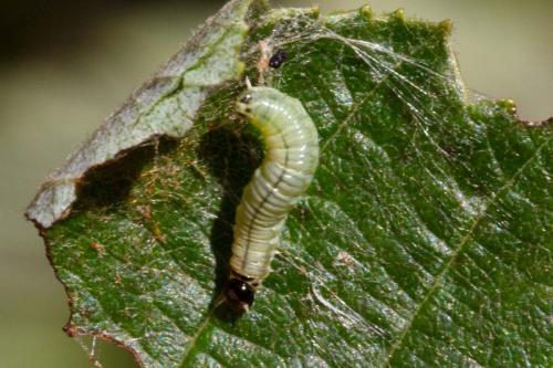 Neurotoma nemoralis
