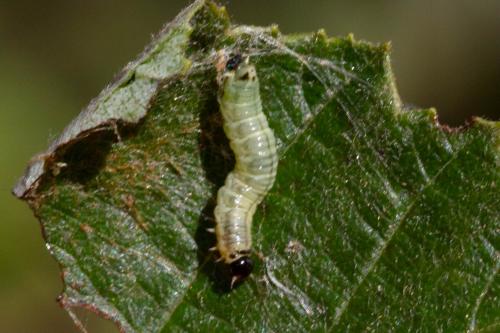 Neurotoma nemoralis
