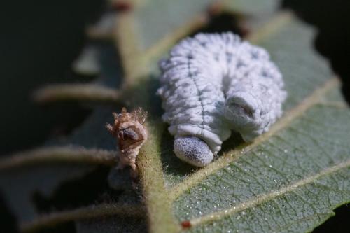 Réf. 349 815 : Eriocampa ovata