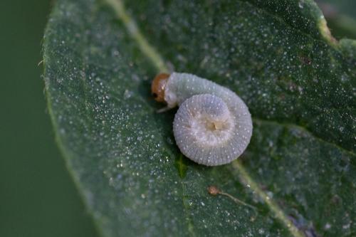 Réf. 349 836 : Tenthredininae inconnu