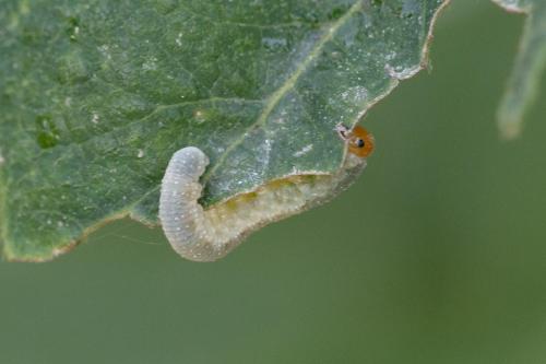 Réf. 349 837 : Tenthredininae inconnu