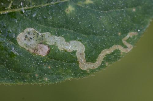 Chromatomyia isicae