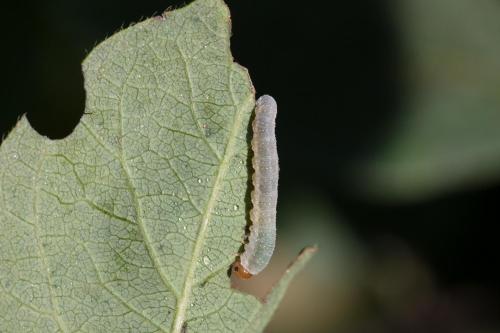 Réf. 349 839 : Tenthredininae inconnu