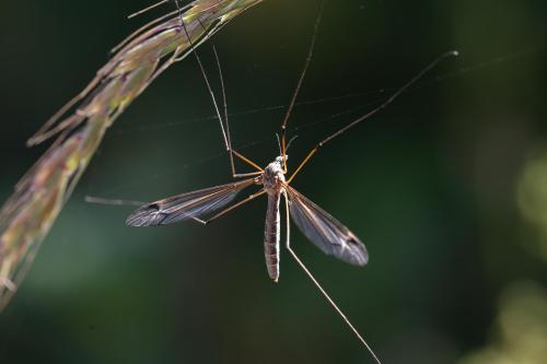 Réf. 349 859 : Tipula sp.