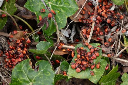 Réf. 349 864 : Pyrrhocoris apterus