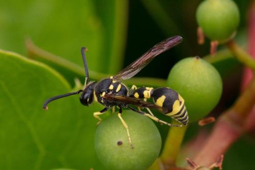 Eumenes sp.