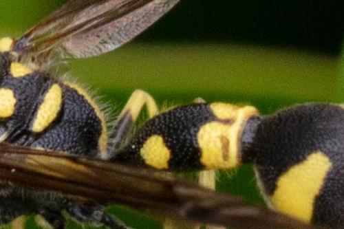 Eumenes sp.