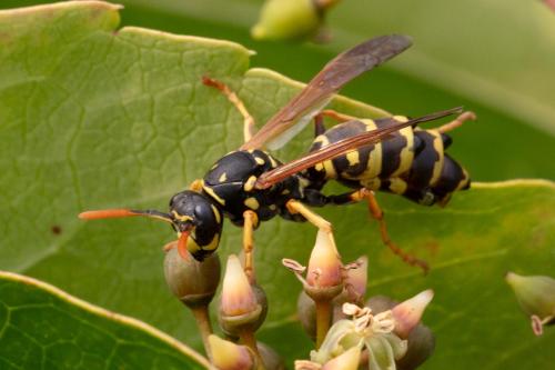 Polistes dominula