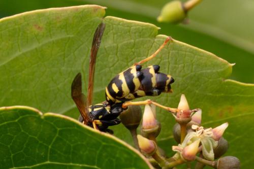 Réf. 349 955 : Polistes dominula