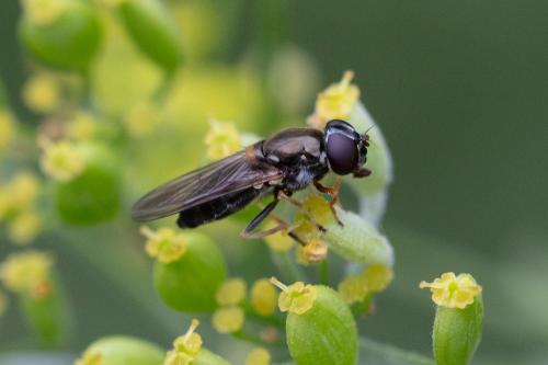 Réf. 349 889 : Cheilosia scutellata