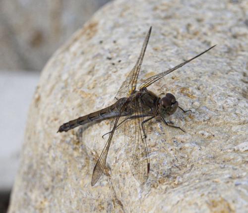 Sympetrum striolatum