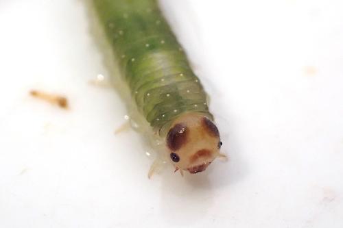 Réf. 349 379 : Ametastegia glabrata